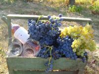 Lady l - domaine le clos du pavillon 