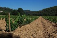 La grand vigne