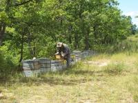 Les ruchers du bessillon