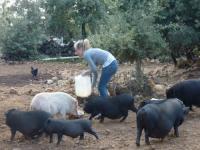 Les animaux de la ferme