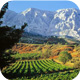 Au coeur de la Provence