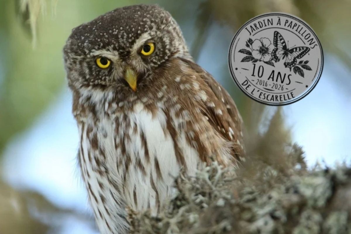 Oiseaux des jardins : écoutez, observez et construisez votre nichoir !