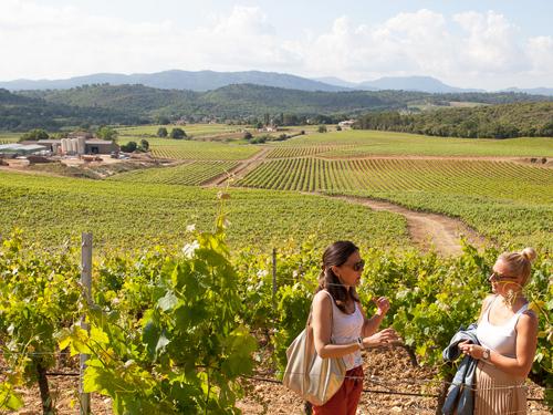 De la vigne au vin de Provence