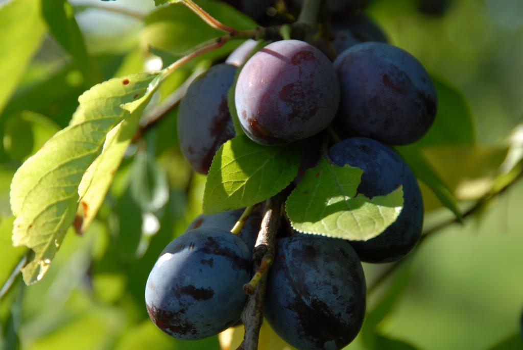 La Fête de la prune
