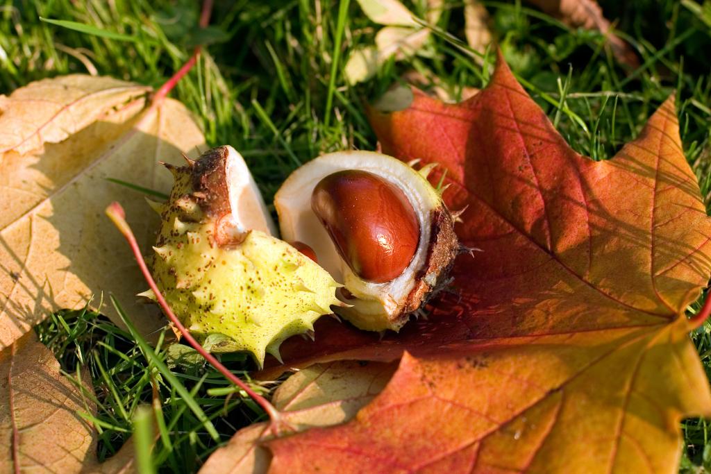 La Fête à la châtaigne