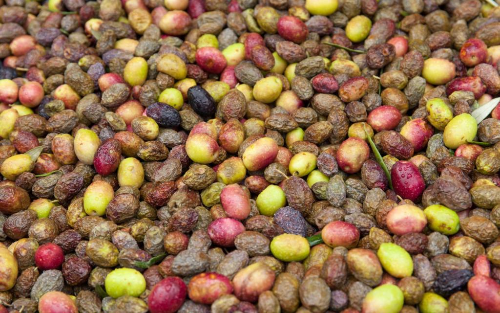 Excursions Groupes en Provence