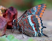 Visite guidée du Jardin à papillons