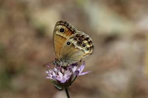 Visite guidée du Jardin à papillons