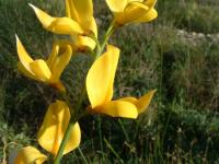 Balade Plantes magiques, plantes qui guérissent